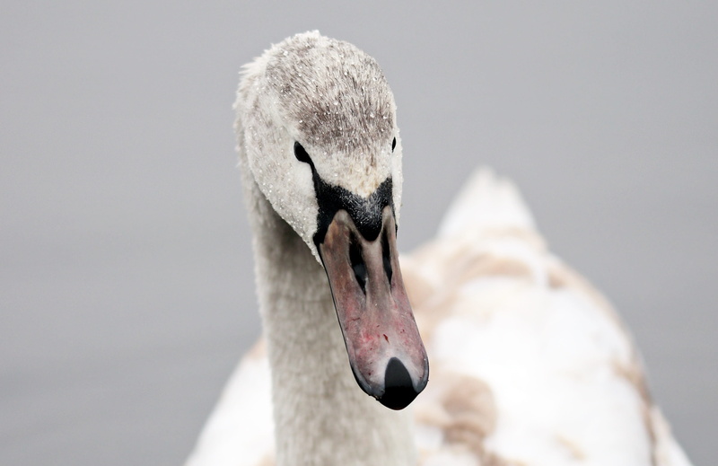close-up, animal wildlife, portrait, schwimmvogel, swan, gray, vertebrate, water bird, cygnet, fauna, focus on foreground, no people, winter, zoology, wild animal