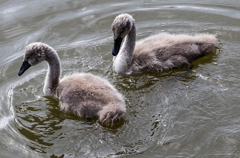 animal world, 2K, poultry, animals in the wild, cygnet, day, lake, nature, swimming, no people, animal themes, young bird, outdoors, bird, schwimmvogel