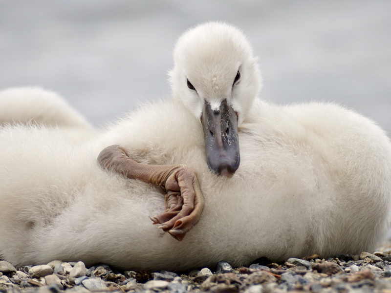 White, wildlife photography, animal body part, swan young, Cute, day, no people, lake, relaxation, animal themes, schwimmvogel, young, water bird, lying
