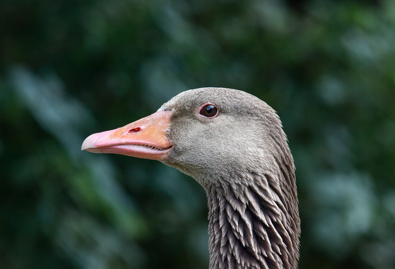 animal, schwimmvogel, animal head, close-up, bird, beak, no people, focus on foreground, greylag goose, outdoors, animal body part, wild goose, animal eye