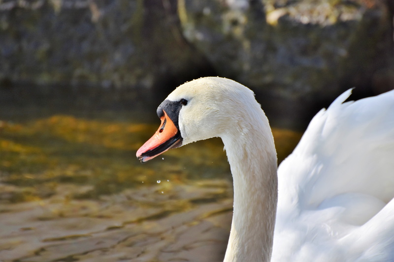 beak, vertebrate, schwimmvogel, bank, wildlife photography, water, shallow, animal themes, swimming, animal wildlife, one animal, swan, bird, 5K, duck