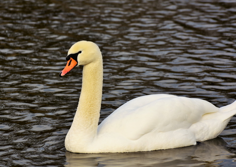 elegant, animal wildlife, nature, plumage, bird, day, animal, no people, cygnet, floating on water, white, pride, animal themes, white swan, animals in the wild