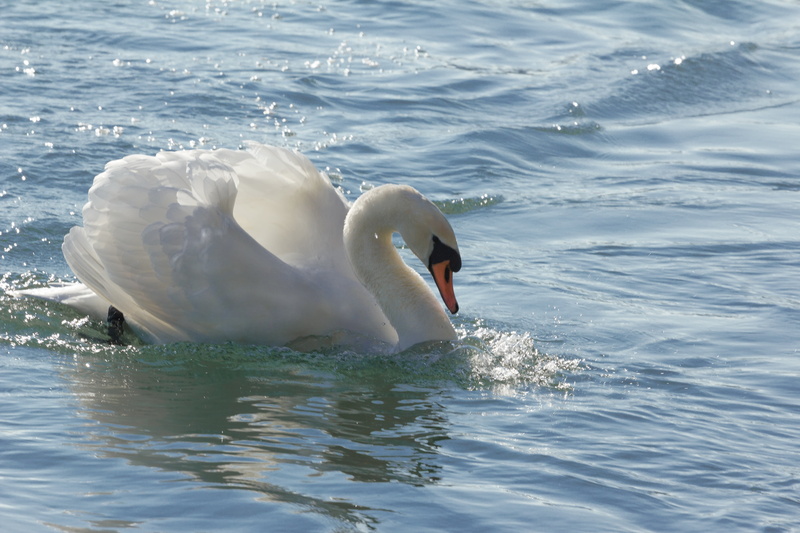 zoology, lake, white color, animal themes, animal, bird, animals in the wild, freshwater bird, waterfront, outdoors, no people, schwimmvogel, water bird