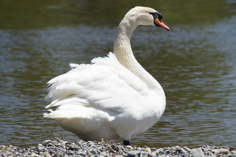 flapping, day, animals in the wild, animal wildlife, schwimmvogel, elegant, vertebrate, water bird, nature, water, white, no people, animal, bank, zoology