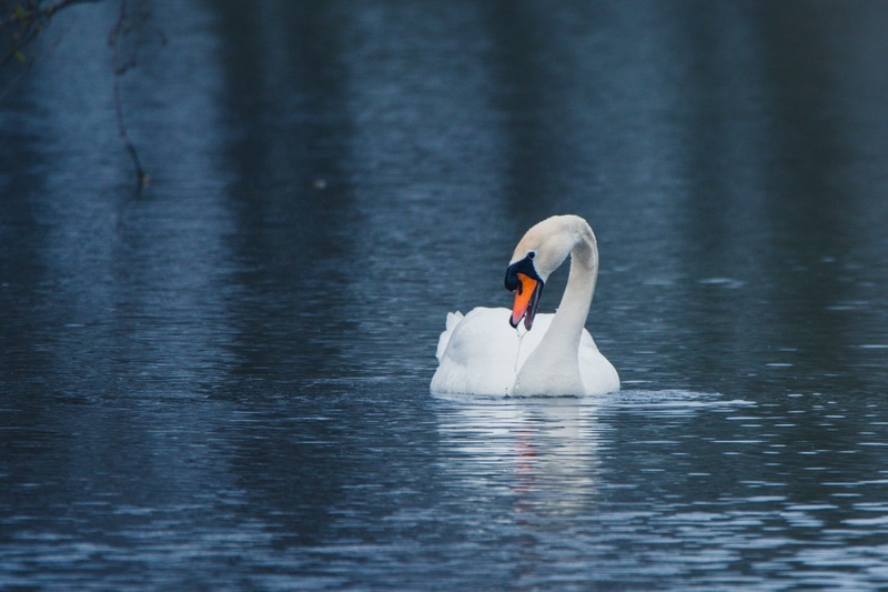 zoology, swim, animal, 2K, animal themes, pond, freshwater bird, nature, animal wildlife, animals in the wild, bird, day, swimming, bäumchen, lake, floating on water