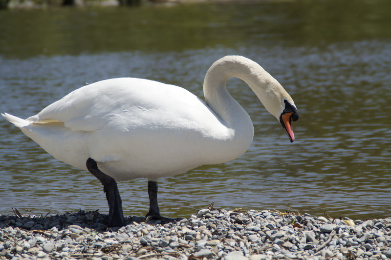 focus on foreground, swan, nature, day, animal themes, wildlife, water, vertebrate, mute swan, white swan, white bird, animal neck, white color, elegant
