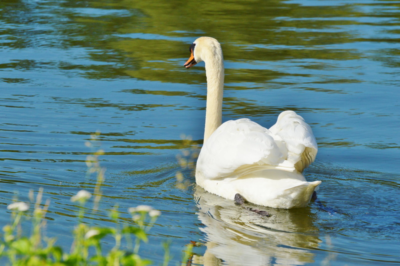 animal, nature, bird, freshwater bird, no people, swan, water, animal wildlife, zoology, vertebrate, cygnet, schwimmvogel, waterfront, white color, one animal