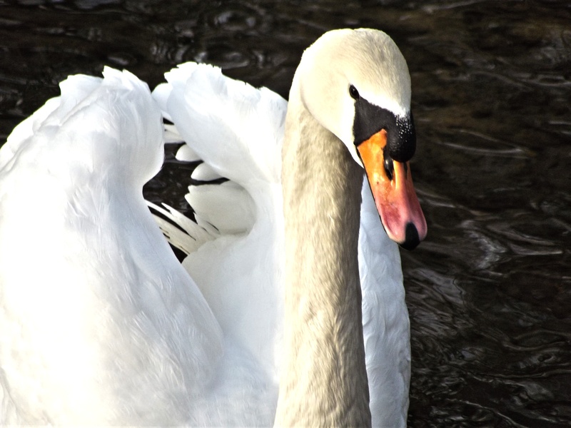 animal neck, animal wildlife, water, lake, pride, no people, one animal, floating on water, animal family, day, animal themes, cygnet, white, swan, swimming