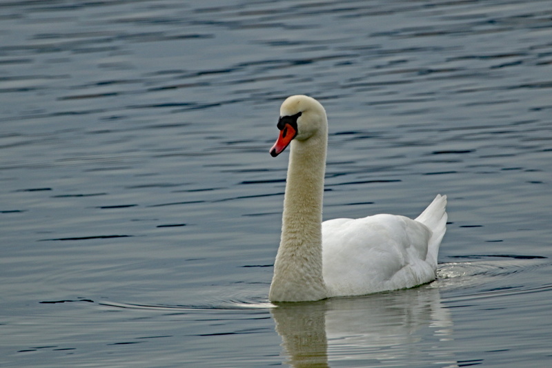waters, no people, animal themes, pride, white, water bird, swimming, schwimmvogel, animal neck, animal family, animals in the wild, mute swan, swan, wildlife