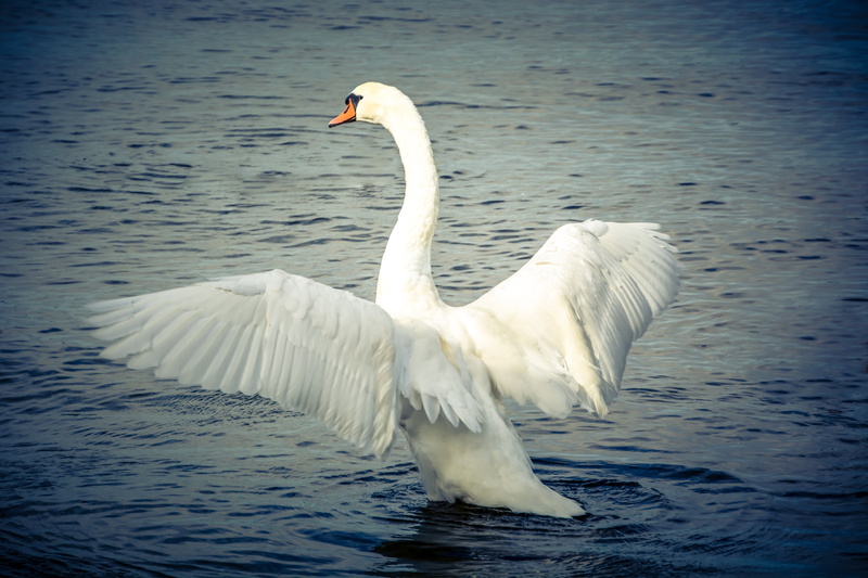 lake, one animal, white bird, photo, mute swan, flapping, white color, water bird, animals in the wild, beauty in nature, wildlife, wing, zoology, daytime