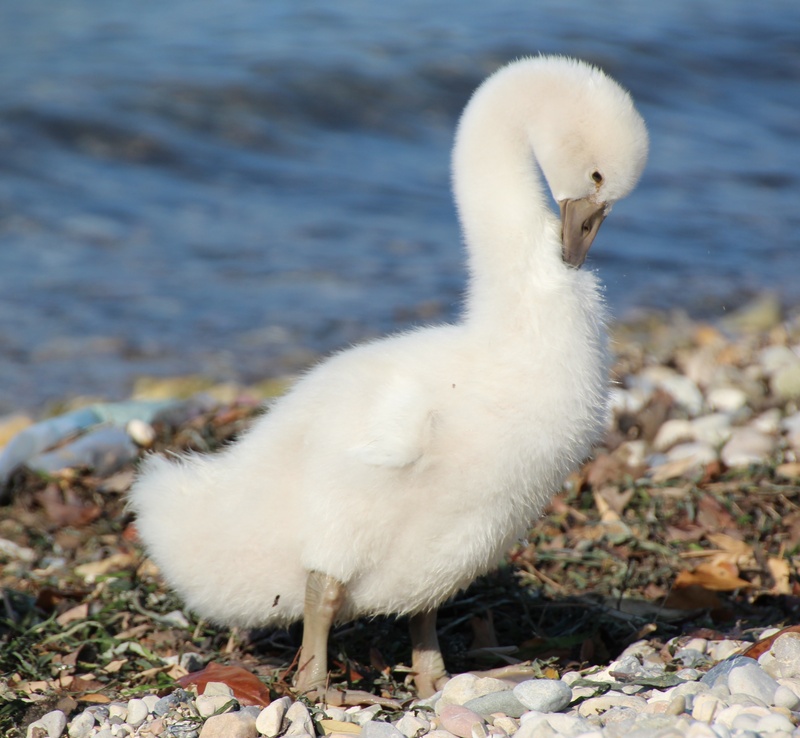 2K, water bird, farm, focus on foreground, animal neck, close-up, wildlife photography, nature, day, beak, schwimmvogel, no people, animal, duckling, animal themes