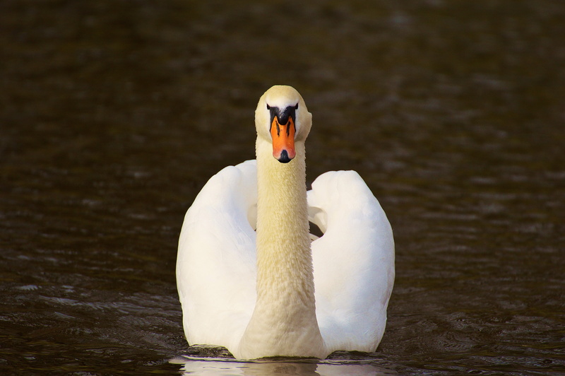 swans, mute swan, lake, water, animal world, vertebrate, animal themes, animal family, white color, schwimmvogel, no people, bird, feather, water bird