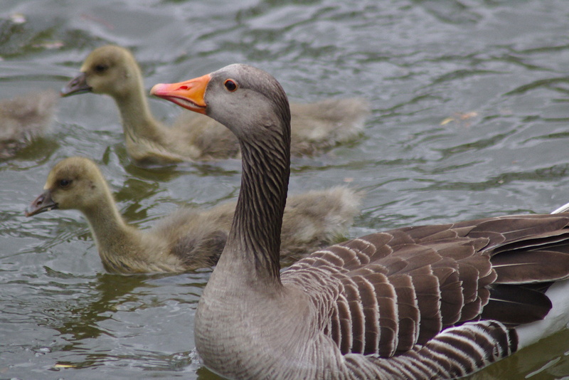 water Bird, spring, poultry, group of animals, creature, greylag goose, pond, head, waterfront, no people, swimming, young animal, green, wildlife, bird