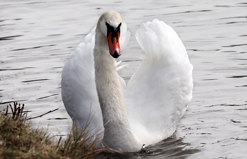 animal, swan, schwimmvogel, animal world, no people, animal neck, vertebrate, day, zoology, fauna, elegant, close-up, noble, pride, lake, waters, swimming