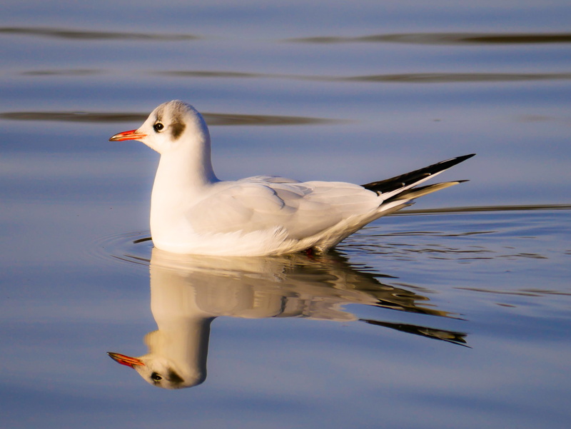 day, flapping, lake, animal, swim, outdoors, no people, mirror image, 4K, nature, close-up, animal themes, flying, animal wildlife, seagull, bird, schwimmvogel