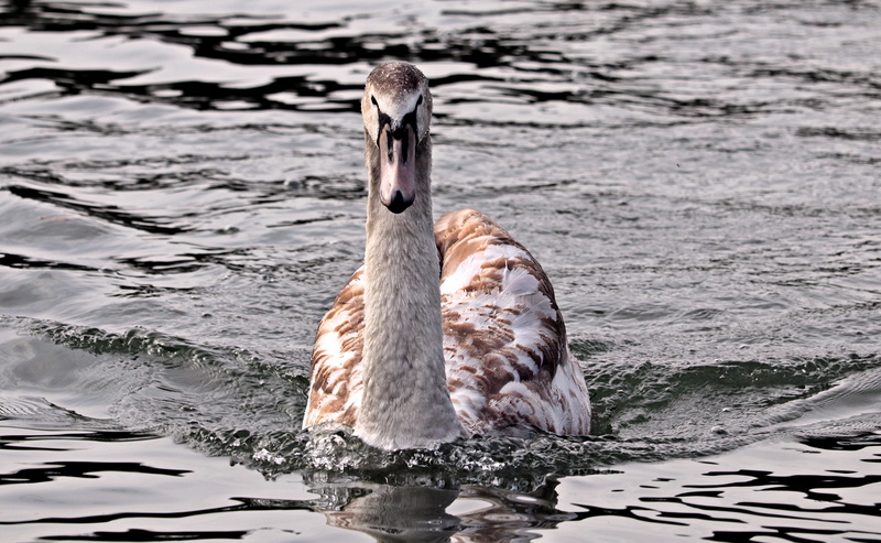 water bird, no people, animal world, schwimmvogel, young animal, animal, waters, vertebrate, young swan, plumage, animals in the wild, waterfront, flapping