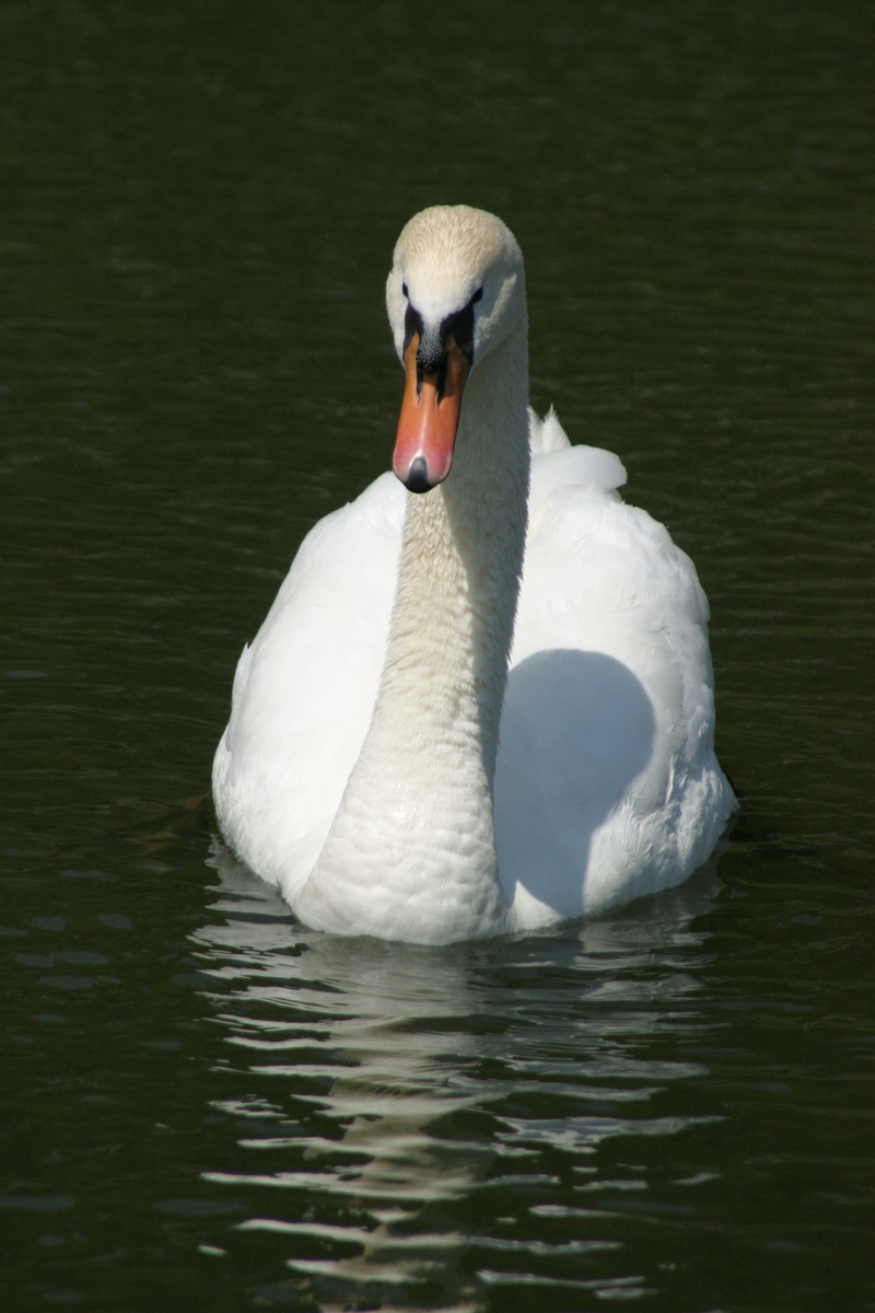 lake, animal neck, cygnet, bird, animal themes, no people, animal wildlife, waterfront, one animal, day, water bird, swan, water, mute swan, 2K, white