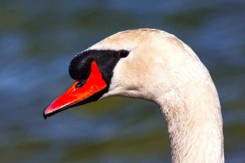 pride, vertebrate, no people, mute swan, bird, animal eye, bill, animal body part, animals in the wild, animal themes, animal neck, water bird, 4K, nature