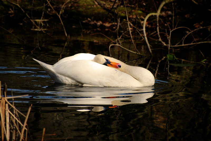 day, animal wildlife, floating on water, animal themes, beauty in nature, reflection, no people, nature, elegant, plumage, water, animal, white, water bird