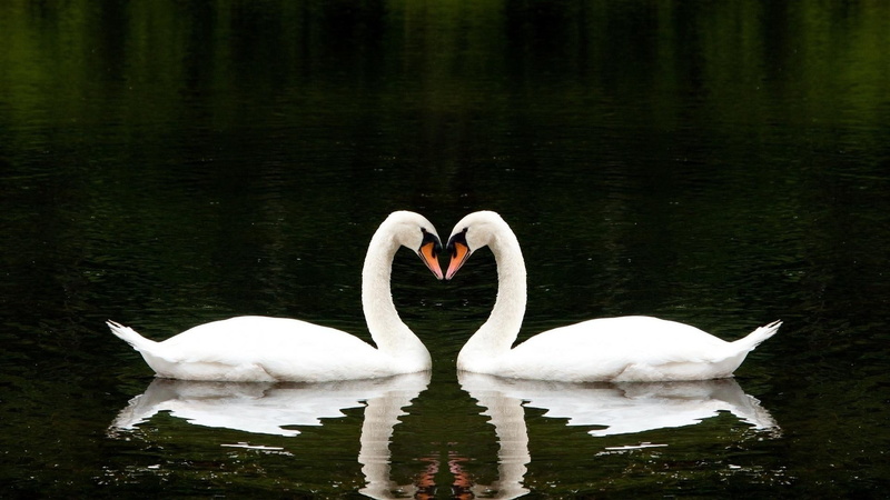 beauty, swans, 1080P, birds, heart, nature, love