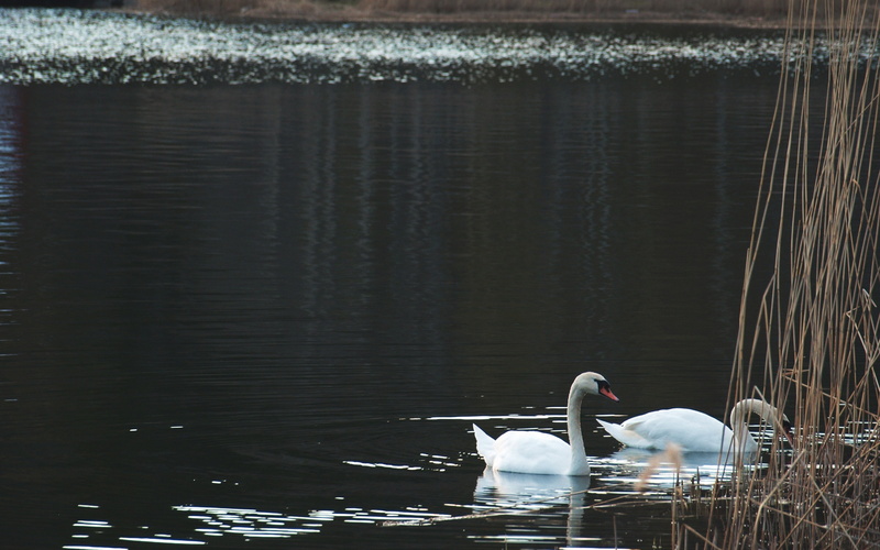 nature, no people, swan, beauty in nature, group of animals, lake, animal wildlife, bird, swimming, outdoors, vertebrate, animals, animals in the wild