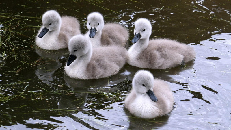 1080P, baby, babies, swans, animals, beautiful, water