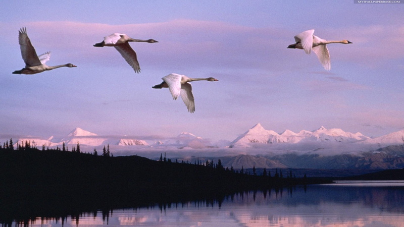 beautiful, swans, lake, animals, landscape, 1080P