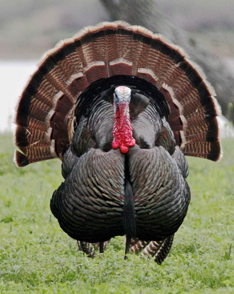 animal themes, wild turkey, gray, gobbler, male, one animal, brown, feathers, nature, grass, no people, livestock, field, close-up, display, vertebrate