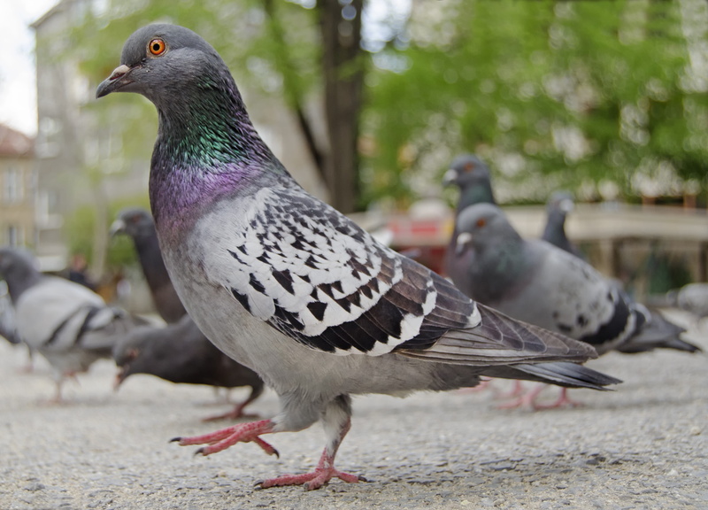 bird, looking, side view, vertebrate, animal, perching, strut, spring, green, outdoors, pigeon, looking away, urban, animal themes, focus on foreground