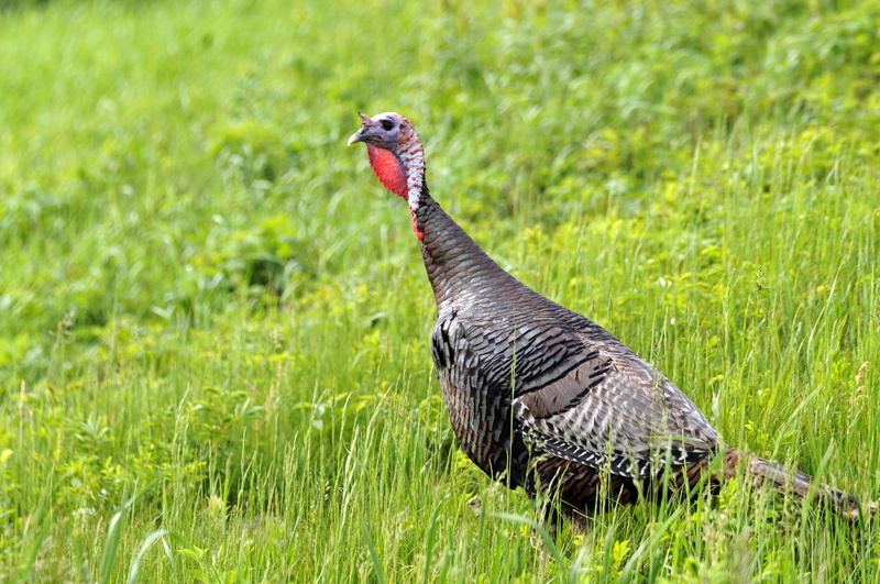 day, plant, vertebrate, growth, tail, 2K, animals in the wild, animal, profile, poultry, turkey, outdoors, profile view, focus on foreground, land, nature