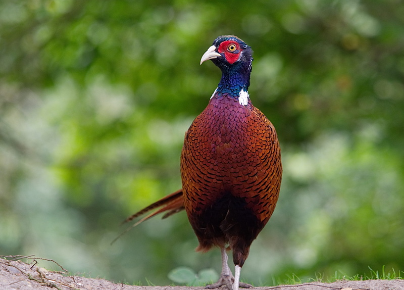 feather, bird, necked, brown, animals in the wild, focus, galliformes, walking, full length, animal themes, pheasant, wildlife, 4K, day, strut, selective