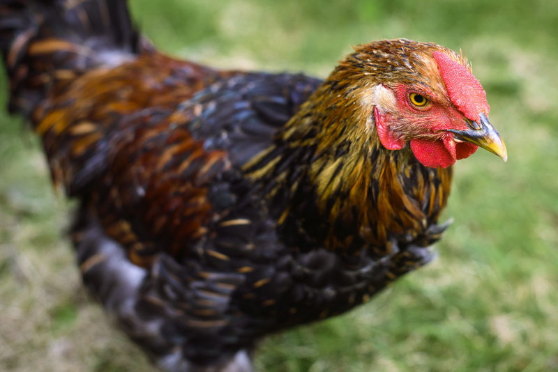 rooster, mammal, one animal, profile view, no people, animal themes, bird, close-up, brown, chicken, domestic animals, focus on foreground, focus, feather