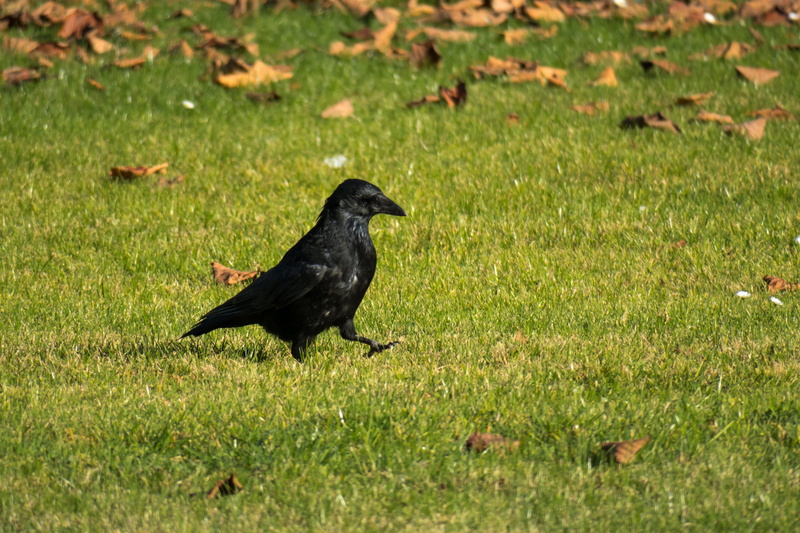 meadow, blackbird, grass, day, rush, animal themes, outdoors, growth, animals in the wild, walk, green color, no people, go, plant, raven, vertebrate, 4K