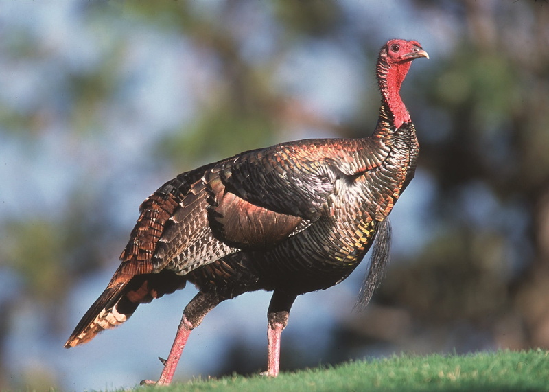 thanksgiving, walking, tail, poultry, profile view, domestic animals, plant, portrait, wild turkey, feathers, focus on foreground, livestock, bird, field