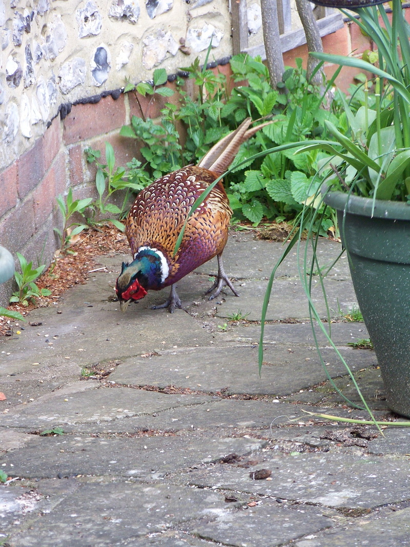 architecture, strut, pecking, day, bird, vertebrate, peacock, one animal, outdoors, no people, male animal, animals in the wild, plant, 2K, countryside