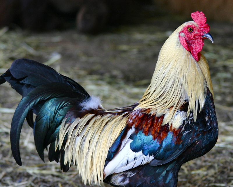 colorful, domestic, outdoors, details, mammal, domestic animals, animal, one animal, shallow, focus on foreground, poultry, bird, profile view, pets, side view
