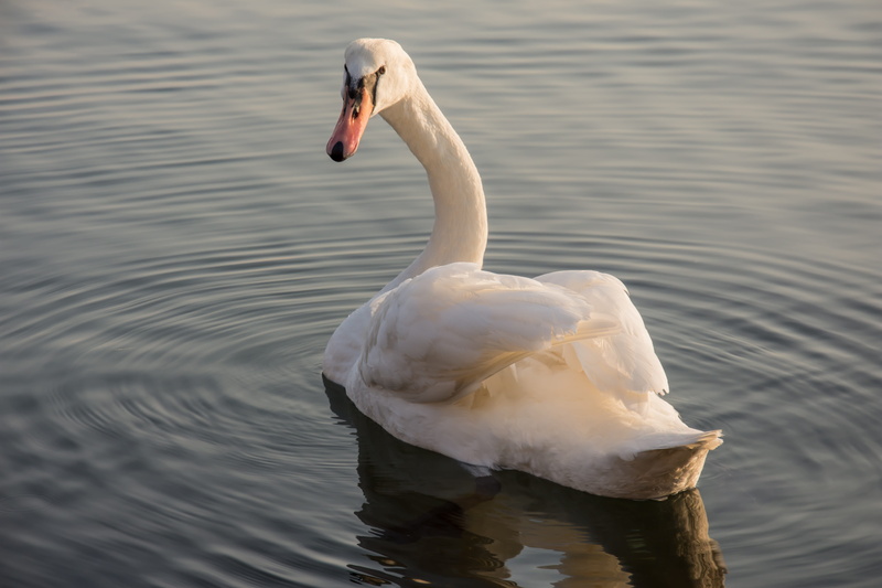 animals, day, animal wildlife, vertebrate, Lake, one animal, Sea, grace, waterfront, peaceful, bulgaria, float, beach, white, primorsko, reflection, animal neck