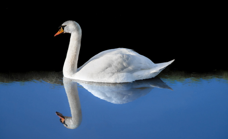 animal neck, lake, animal themes, animal, water bird, body, netherlands, swan, flapping, white color, pond, peaceful, no people, single, duck, soaked, water