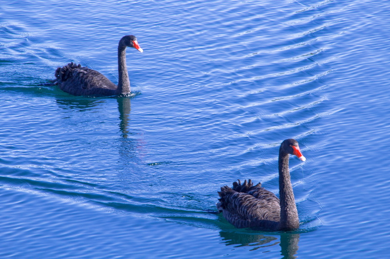 swimming, waterfront, ocean, animal themes, water, calm, day, animal, freshwater bird, swim, reflection, animal wildlife, swans, black, floating on water