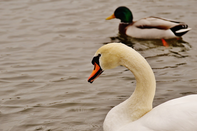 swim, focus on foreground, plumage, vertebrate, animal themes, waters, one animal, 5K, zoology, animal neck, bird, waterfowl, white color, feather, animal