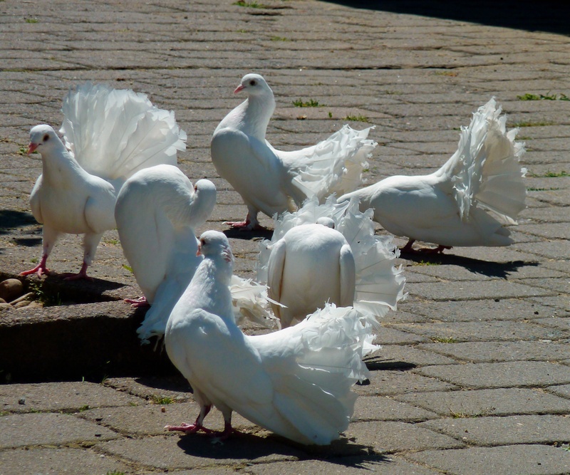 medium group of animals, swan, white dove, day, togetherness, high angle view, no people, dove bird, nature, animal world, outdoors, beautiful, creature