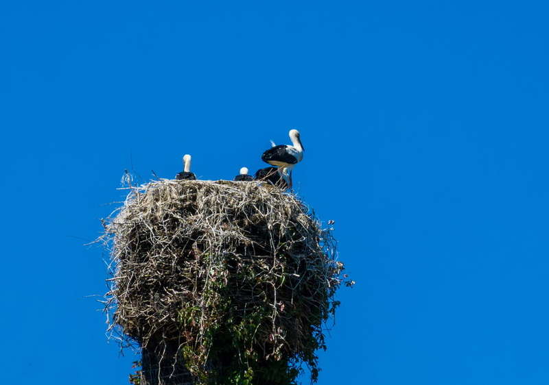nest, storchennest, pair, animals, animal family, perching, blue, flying, animal wildlife, one animal, plumage, low angle view, bill, day, white stork