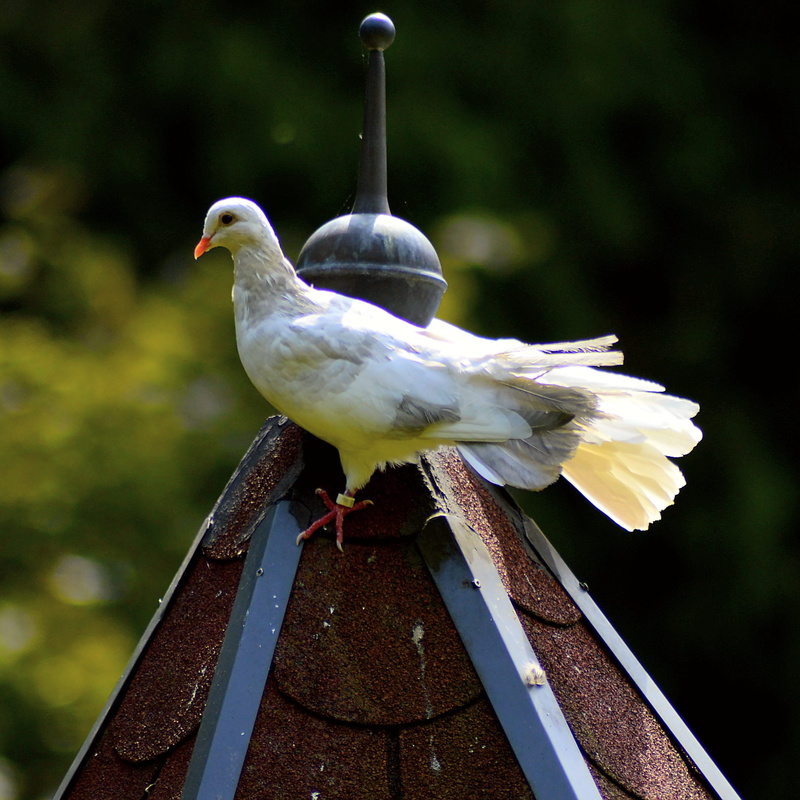 plumage, white doves, poultry, dove bird, bill, wing, metal, beautiful, white color, dove - bird, white dove, nature, animals in the wild, day, romantic
