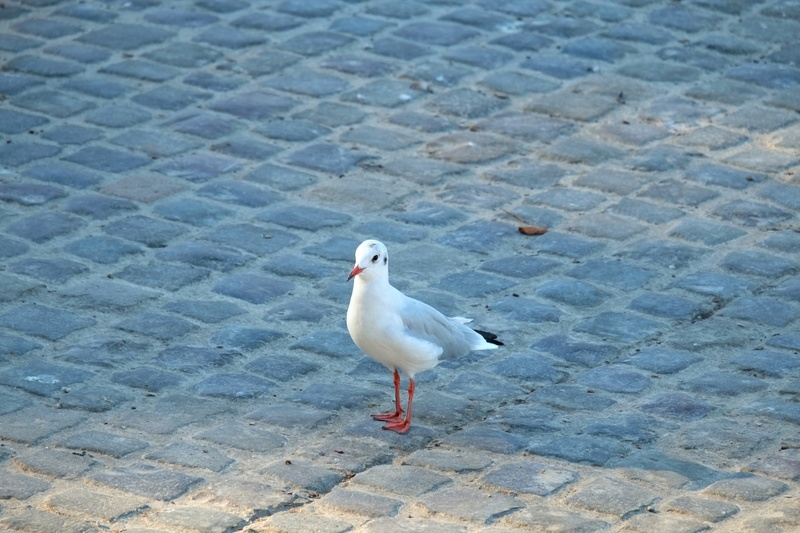 beautiful, summer, 4K, one animal, nature, feather, day, water, water bird, fly, bird, wildlife photography, trustful, animal, footpath, vertebrate, no people