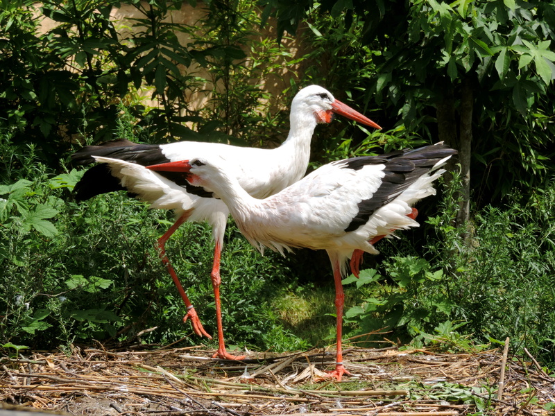 rattle stork, animal wildlife, animal themes, outdoors, storks, zoo, storchennest, animals in the wild, bill, zoology, group of animals, red, white, animal