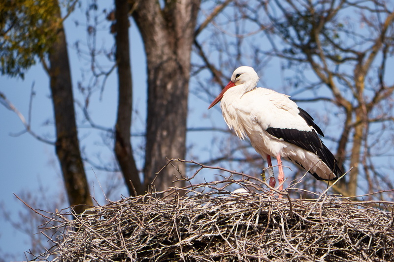 sky, no people, summer, outdoors, one animal, meadow, Scrim, wildlife photography, vertebrate, bird nest, storchennest, pride, White, Monogamous, white color