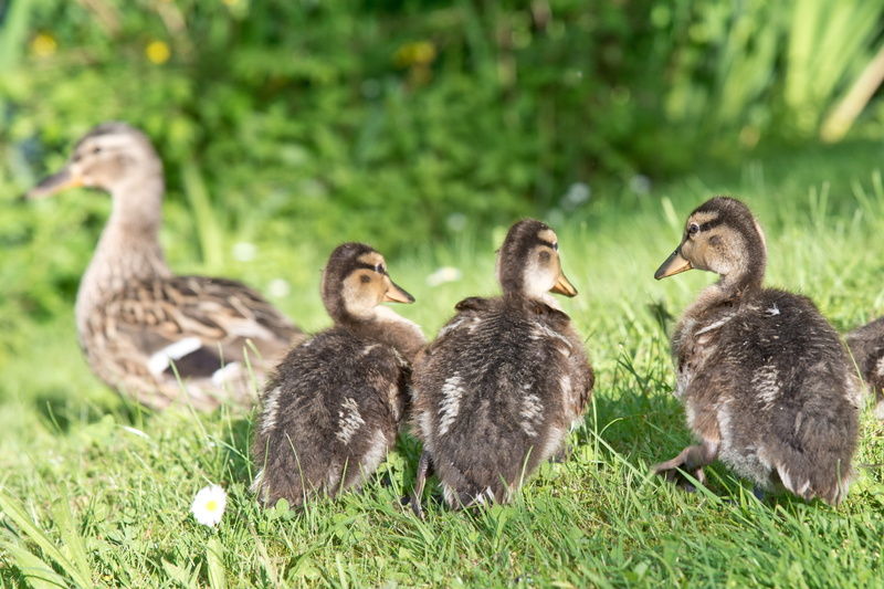 animal wildlife, animals in the wild, wildlife photography, land, beak, plant, nature, duckling, Water, bird, duck, bill, wild ducks, young Animal, animal themes