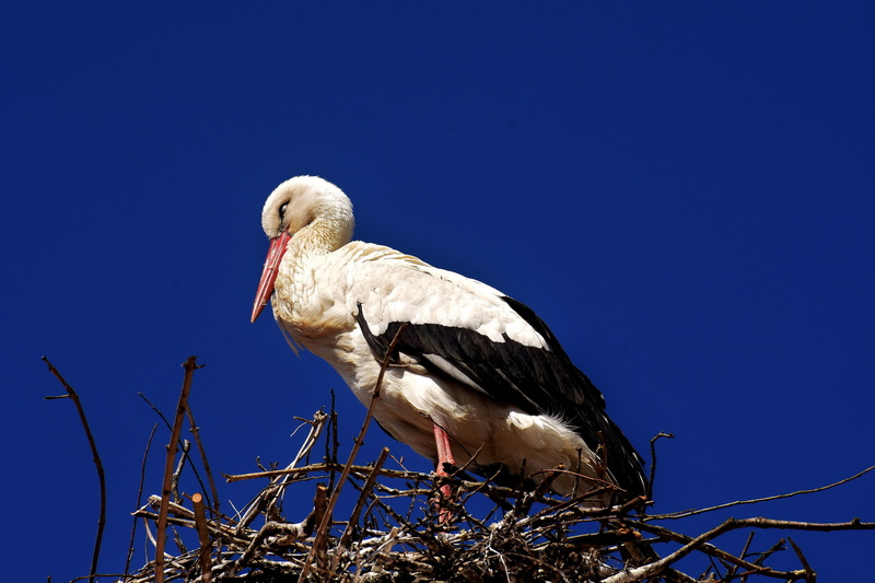 Closed, perching, eyes closed, animal world, nature, wildlife, sky, Bird, plumage, beak, eagle, elegant, bill, animal themes, animal, one animal, Stork