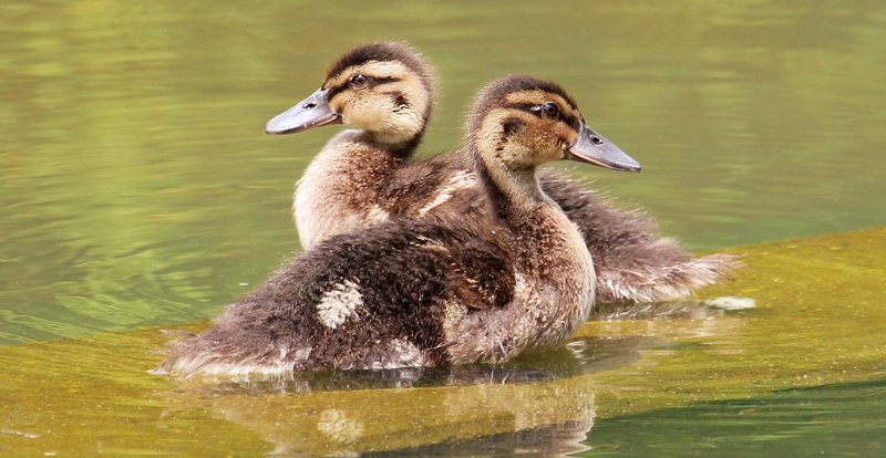 outdoors, small, beautiful, fauna, animal family, federtier, gosling, floating on water, spring dress, water bird, 1080P, fountain, bird, water, animal wildlife