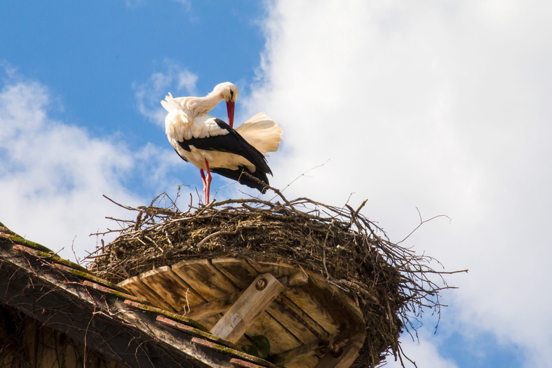 clean, Nature, Bird, animal wildlife, vertebrate, chicken - bird, outdoors, watch, young bird, animal themes, young animal, sky, group of animals, animal nest